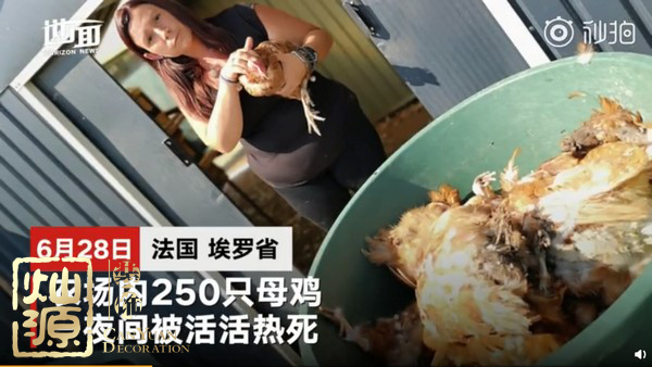 法國農(nóng)場母雞熱死 下一個可能就是辦公室里的你了