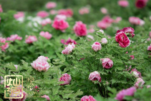 國花民意調(diào)查出爐 國花牡丹如何用于商業(yè)主題裝修設(shè)計